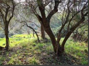 Terreno Agricolo all'asta Zona Casà verso Casale