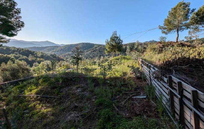 Terr. in Asta a Albenga(SV)Localita' Arveglio snc